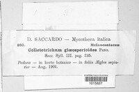 Colletotrichum gloeosporioides image